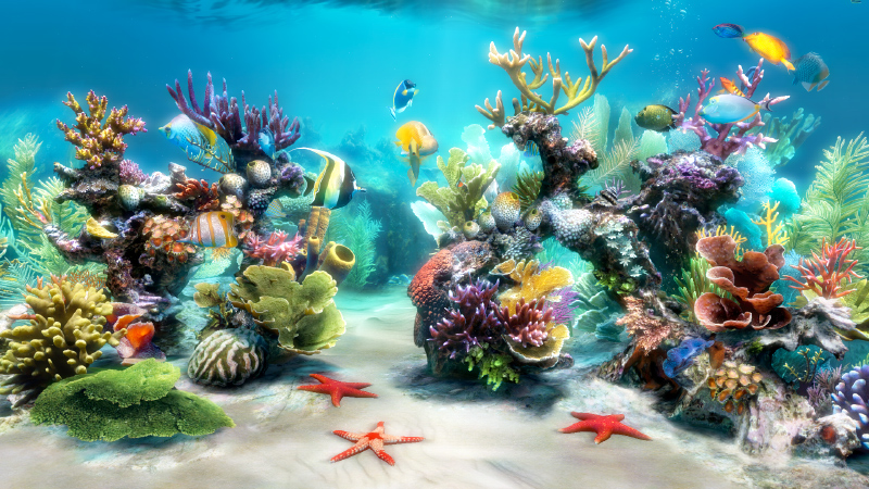 Related Tags: aquarium fish simaquarium virtual pet screensaver wallpaper